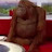 @Cacodominus069's avatar