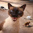 9VPZ7WxIg90-channel-avatar-Inas' Cats