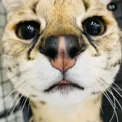 ジョカルルフレンズ