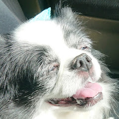 MAX chの画像