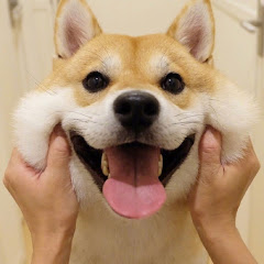  动物迷惑行为大赏アイコン画像