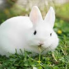 てんぐのなみだ