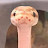 @Snek-Snake Avatar