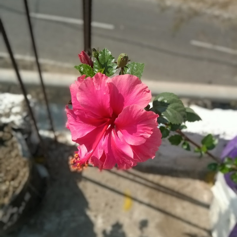 Village Terrace Garden