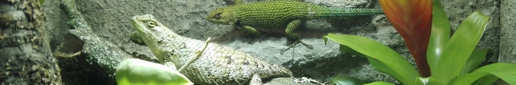 Lukdorf Reptilien Awatar kanału YouTube