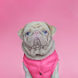 Milkshake The Pug logo