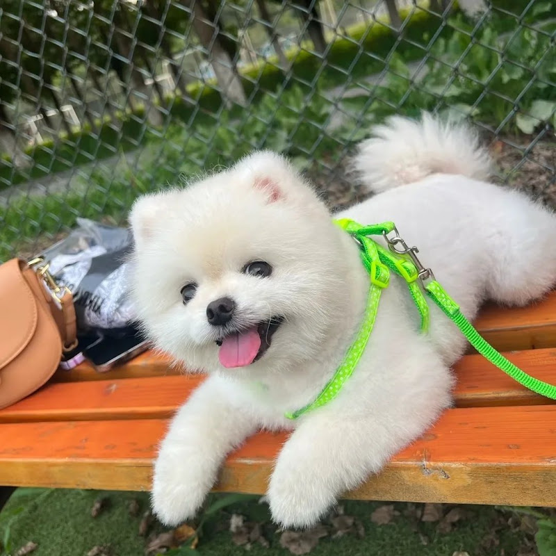 Pets Nanu profile avatar