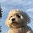 @rachel_adorable_maltipoo