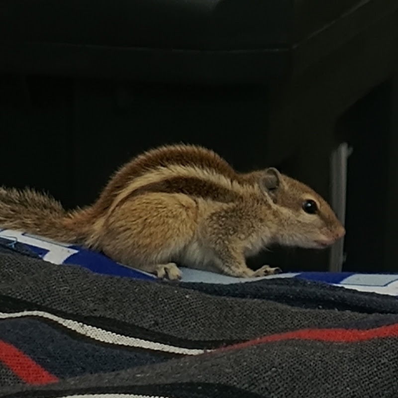 Hire Gillu The Don  — Pets & Animals YouTube creator for sponsorships