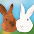 dAGQfFG2i3w-channel-avatar-Rabbit Life