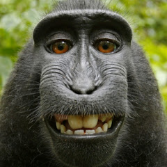 Lol Silly Monkeys