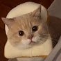 Gatito cósmico come pan