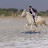 Rana ji horse rider 