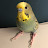 @parakeetbudgie