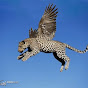 La vida animal en foco Image Thumbnail