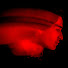 godLTA0_X_Q-channel-avatar-Morbid Report