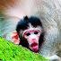 mL1F0XXLA8k-channel-avatar-Real Angkor Monkey 