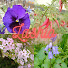 m1W7BCdkO8U-channel-avatar-Lashio