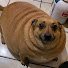 Nu58n8fFnE0-channel-avatar-Daily Animal Laughs