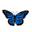 @Blue_Butterfly25