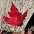 EZCJtO8wjfU-channel-avatar-Entertainment Tv & Sports