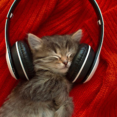 Musique pour Chats Relaxante - Topic