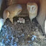 SPPyDxVhQuA-channel-avatar-Tyto alba - Schleiereulen in Großfahner