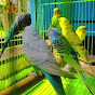 BUDGIES PARROT logo