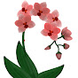 Orchid Classes logo