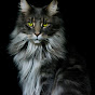 Life with Maine Coon Cats logo