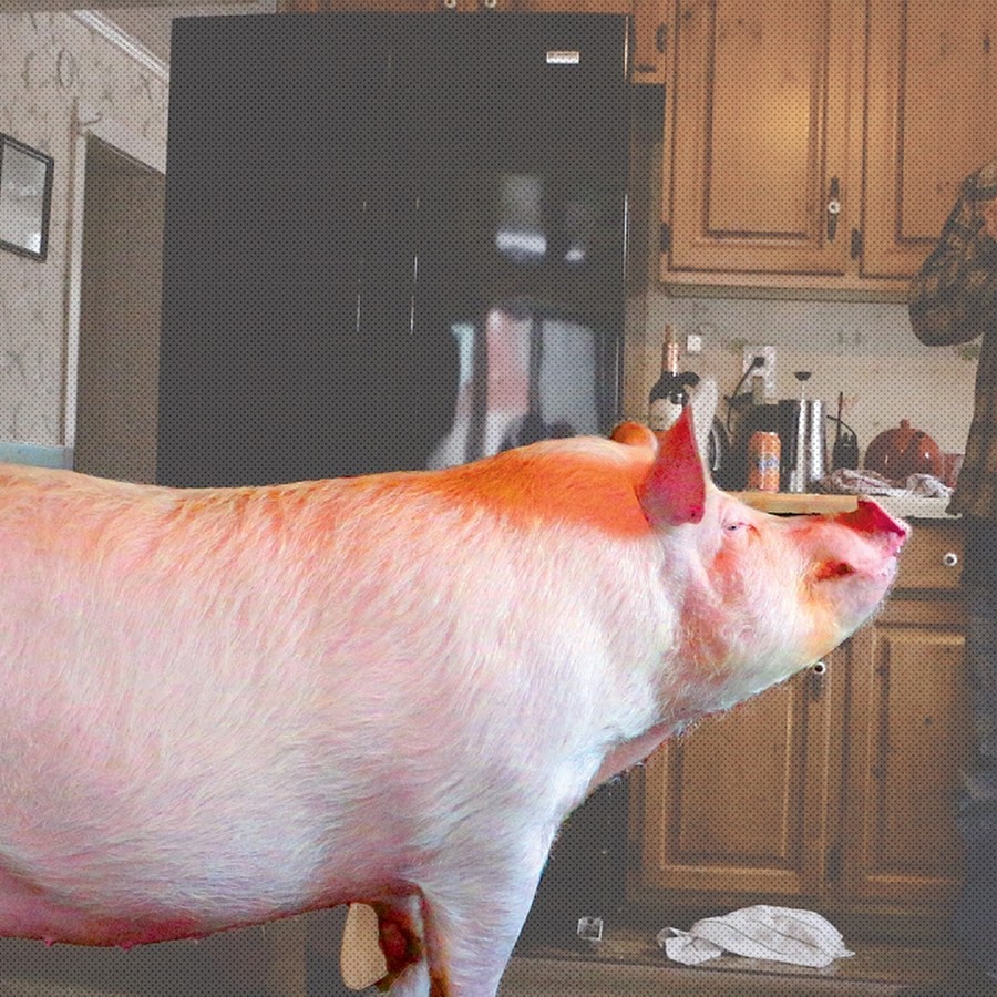 Как превратиться в свинью