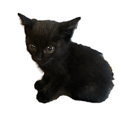 黒猫なづき　保護ネコ成長記録