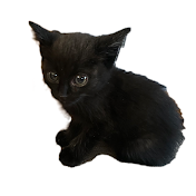 黒猫なづき　保護ネコ成長記録