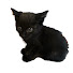 p4KqEheM5aQ-channel-avatar-黒猫なづき　保護ネコ成長記録