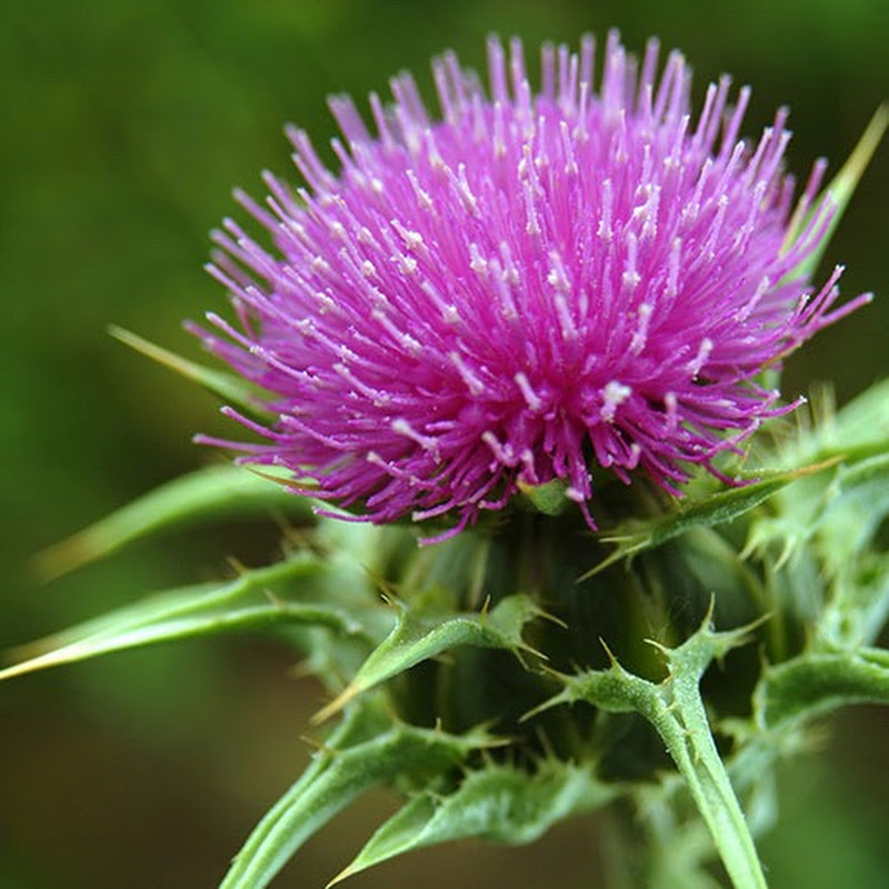 Thistle Fooderie