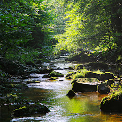 Naturescapes