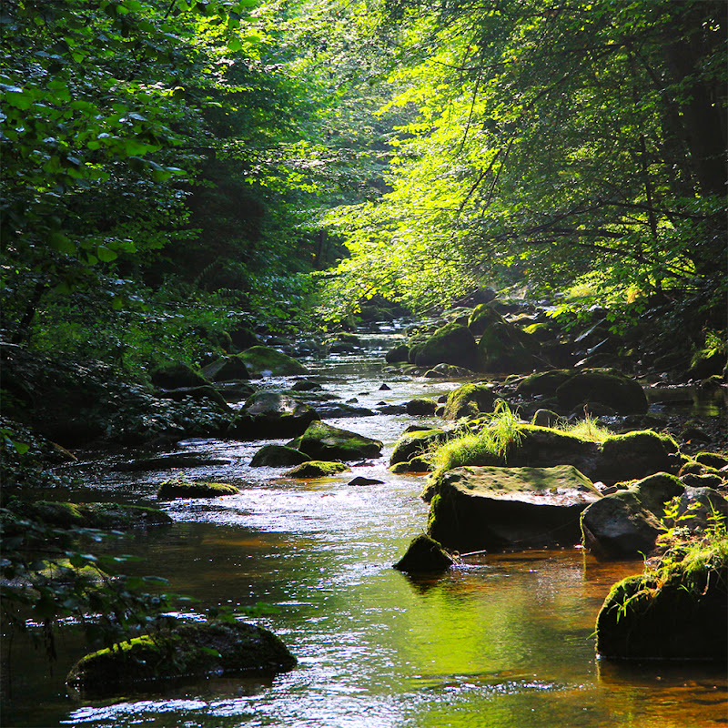 Naturescapes | Nature Sounds & Ambience