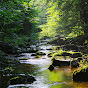 Naturescapes | Nature Sounds & Ambience