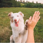 DogVibeDaily