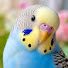 5__y5RuyFW8-channel-avatar-Budgie Flock Sounds