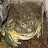 Bullfrog bill