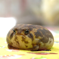 Frog Pamper Moony Plus