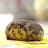 Frog Pamper Moony Plus