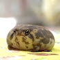 Frog Pamper Moony Plus