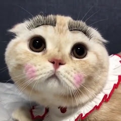 就爱看小说アイコン画像