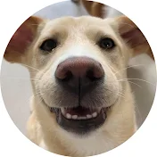 れおなな丸《雑種犬》