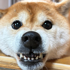 むきむききなこちゃん