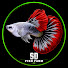 rdxzNbVPxeU-channel-avatar-SD FISH FARM