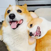 コーギーでこぽん