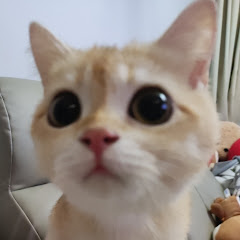 英短多多アイコン画像